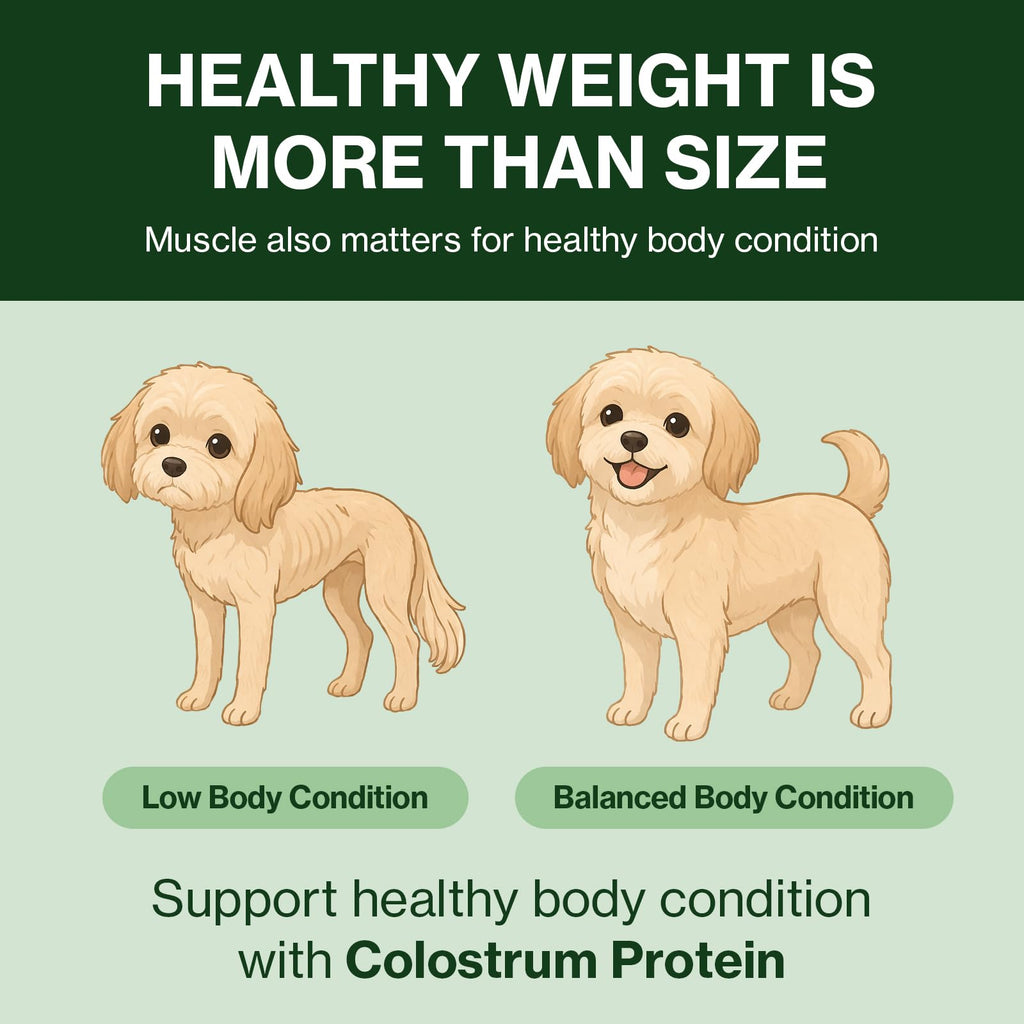 Colostrum Whey Protein Dog Supplement 30 Tubes M438
