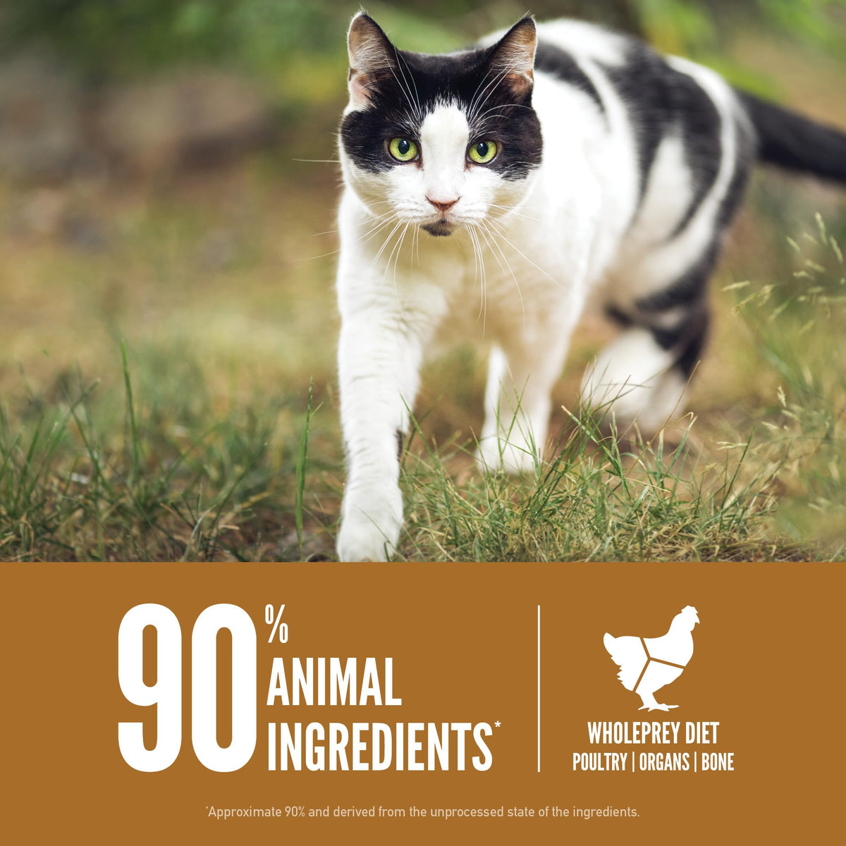 Grain Free Dry Cat Food 4lb Bag A952775