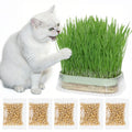 Hydroponic Cat Grass Grow Kit with 5Pack Non GMO Seeds B860
