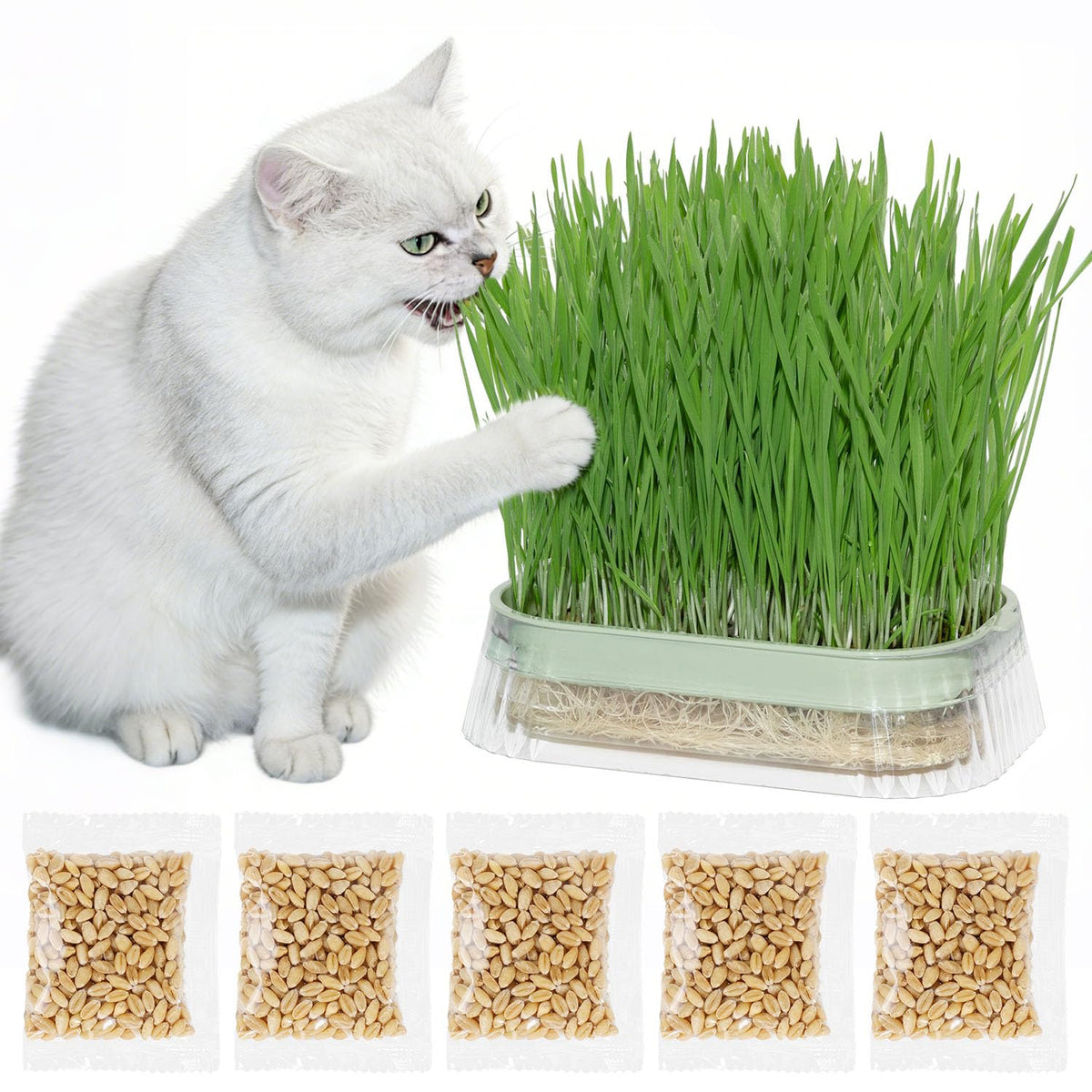 Hydroponic Cat Grass Grow Kit with 5Pack Non GMO Seeds B860