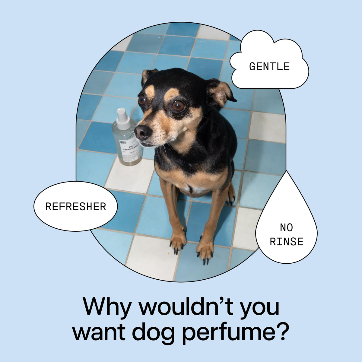 Pet Shampoo & Fragrance Bundle Dog Grooming Set V599