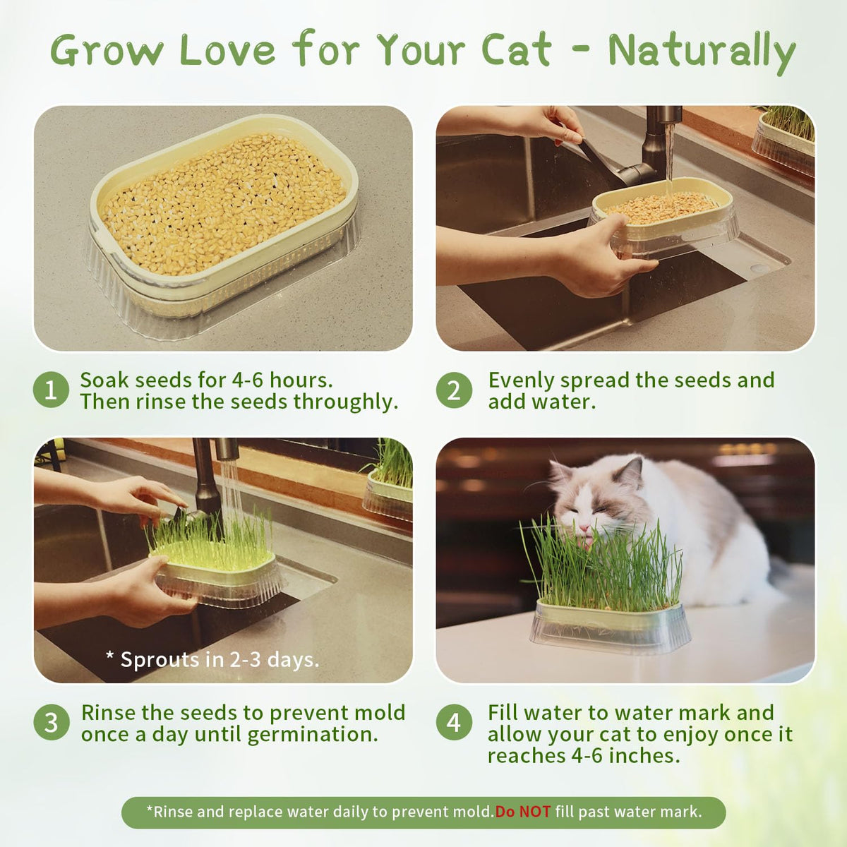 Hydroponic Cat Grass Grow Kit with 5Pack Non GMO Seeds B860