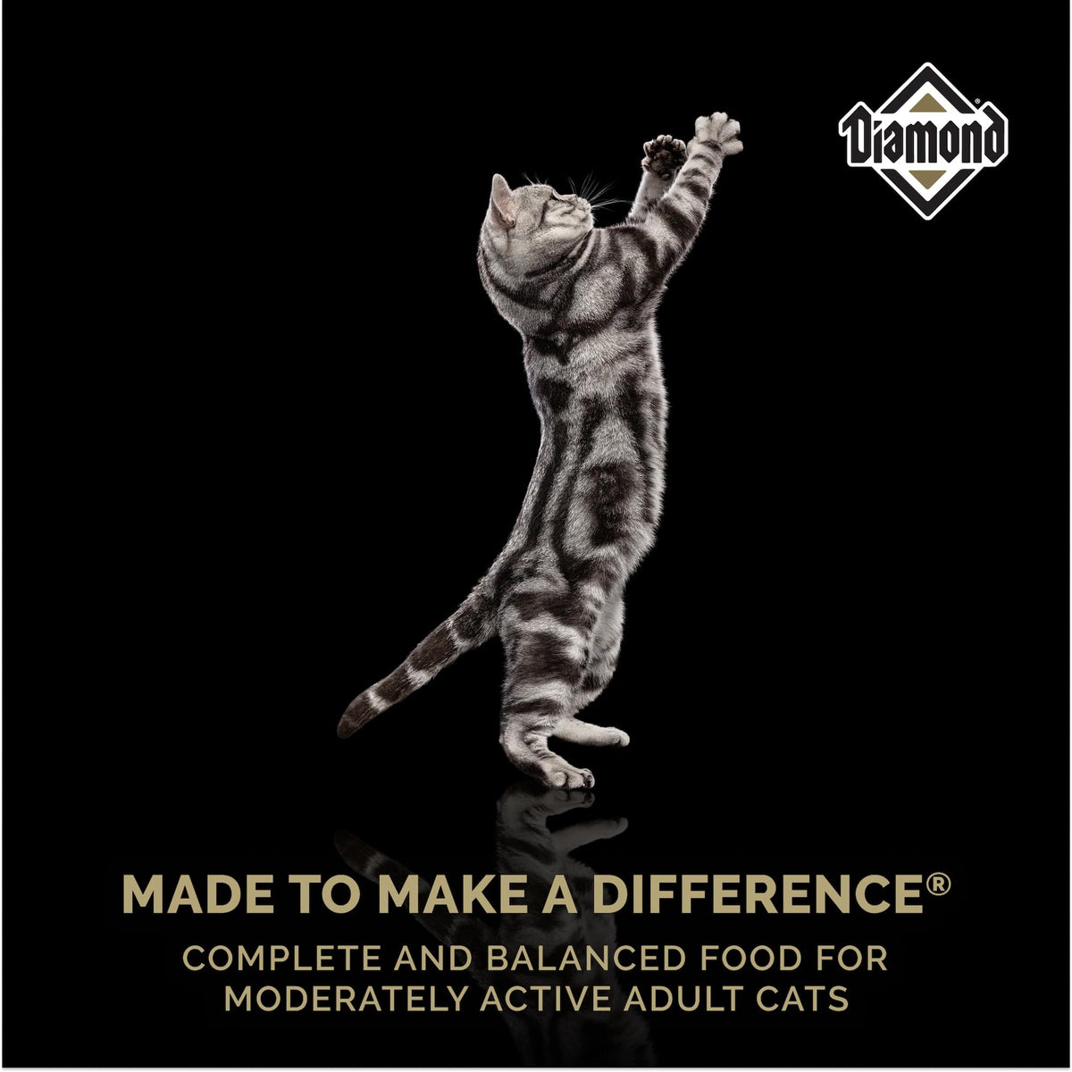 Adult Dry Cat Food Chicken Protein 40lb C408