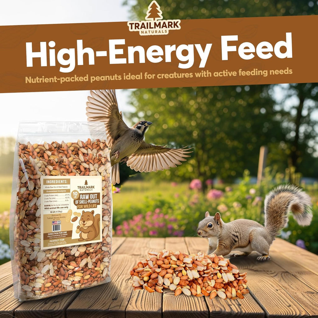Raw Shelled Peanuts L560741